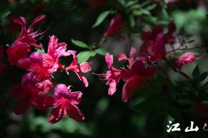 2023.4.30【江山户外】五一假期~汝阳龙池山赏高山杜鹃8km一日亲子休闲徒步活动