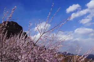 2024.3.16（周六）【江山户外】焦作神农山--铁环兽道看桃花一日12km看山桃花活动