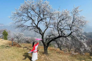 【江山户外】3月20  周四  第一期  赏花线路  密伏義山观杏花--香炉山--魏长城遗址~休闲活动