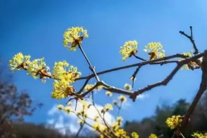2024.3.20周三【江山户外】第一期经典线路--嵩县白鹰河看山茱萸--野桃花一日10km徒步