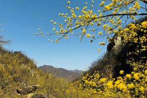 2024.3.23周六【江山亲子线路】第二期经典线路--嵩县白鹰河看山茱萸--野桃花一日10km徒步+吃山野大骨汤米线