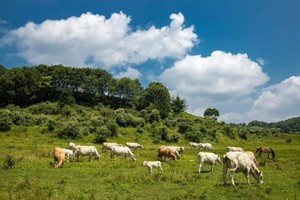 2024.6.8--9（端午特辑）【江山户外】伏牛山秘境两天一夜--亲子游山戏水--捞鱼逮虾--篝火烧烤--休闲徒步活动