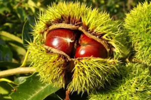 【江山户外】国庆假期：10月5日--第二期亲子线路--嵩县白鹰河一日10km玩水捞鱼、捡板栗、摘柿子，包馄饨活动