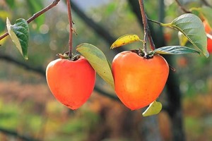 【江山户外】国庆假期：10月4日--嵩县车村净池沟一日7km玩水捞鱼、摘柿子、捡板栗、寻八月炸+山野大锅烩菜活动