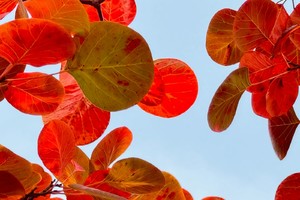 【江山户外】10月13日 周日 "诗情画意红叶海"焦作靳家岭赏红叶--休闲拍照5km＋DIY包馄饨＋采摘冬桃＋太行第一寨