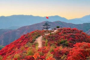 【江山户外·团建】11月  济源娲皇谷“彩林天堂”赏红叶、摘柿子、 户外野炊包馄饨