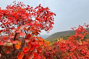 【江山户外·团建】10月24日 周四 "诗情画意红叶海"焦作靳家岭赏红叶--DIY包馄饨＋采摘冬桃＋太行第一寨