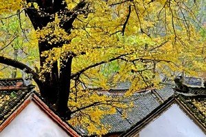 【江山户外】11月3日 周日  第二期： 嵩县白河上寺漫步千年银杏林&中午一起包饺子--休闲游玩-活动