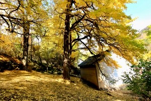 【江山户外】11月2日 周六  第一期： 嵩县白河上寺漫步千年银杏林&中午一起包饺子--休闲游玩活动