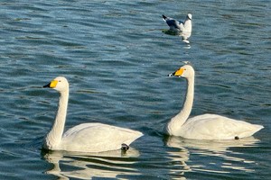 【江山户外】1月1 元旦节  三门峡看候鸟---西伯利亚的天鹅、乘坐天鹅号游轮、游地坑院一日休闲游玩线  第三期