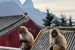 【江山户外】2月16日  周日  济源五龙秘境 金鸡岭穿越沁龙峡--看猴子--吃火锅