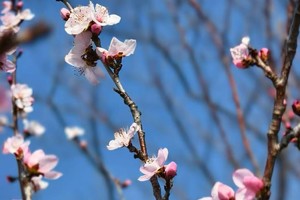 【江山户外】3月22 周六   焦作神农山--铁环兽道---赏山桃花---喂猕猴活动