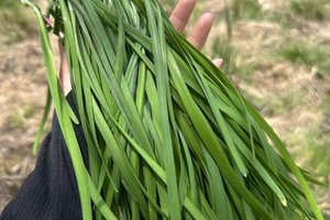 【江山户外】8月31  周日  宜阳曹窑～薅野韭花～山里包馄饨活动