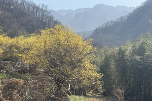 【江山户外】3月30 周日嵩县白鹰河赏山茱萸花 ～休闲徒步～野炊山野馄饨