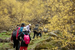 清明假期第一天【江山户外】4月4周五·嵩县白鹰河赏山茱萸花 ·挖野菜·野炊山里包馄饨