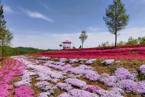 【江山户外·团建】4月11日  周五 --“人间四月天，独属里仁芝樱花海”～轻徒步赏花＋山野烤肉活动