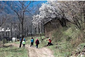 【江山户外】4月12  周六  洛宁窑沟～马坊水库～赏油菜花～挖野菜～户外山野烧烤活动