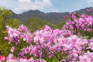 【江山户外】4月19  周六  深山野生杜鹃花季盛启～汝阳龙池山赏花·挖野菜一日8km休闲徒步活动