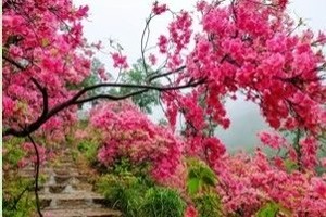 【江山户外】4月20 周日  人间四月芳菲尽·山野杜鹃始盛开～汝阳鸡冠山孟村·休闲赏花轻徒步一日7km活动