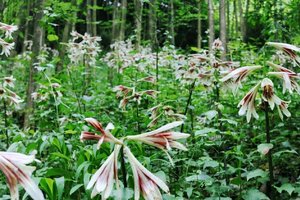 【江山户外】第二期  5月24周六·老界岭穿白云后山·原始森林赏大叶野百合花