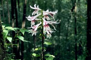 【江山户外】第一期  5月21  周三·老界岭穿白云山·白河源秘境赏大叶野百合花