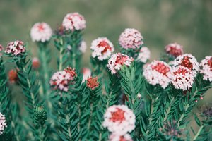 【江山户外】  第四期  6月28  周六·山西圣王坪高山草甸·赏 狼毒花·邂逅华北最大的“阿勒泰草原”