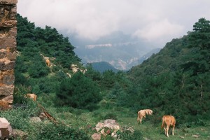 【江山户外·盗墓笔记】第一期 8月31 周日 山西阳城丨云蒙山~探索迷雾森林~“盗墓笔记”“暮光森林”具象化