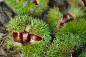 【江山户外·亲子线】9月13 周六  嵩县龙潭沟--玩水捞鱼、捡板栗、摘八月炸、吃大锅烩菜亲子活动