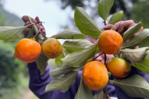【江山户外】10月3   济源王屋山柿子沟 摘柿子，捡山楂、| 玩水逮螃蟹|