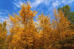 【江山户外】11月12  周三  王屋山桃花谷“彩林天堂” 老窝沟赏银杏、户外野炊馄饨