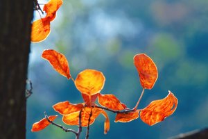 【江山户外】11月16 周日   济源王屋山桃花谷 “彩林天堂”  老窝沟赏银杏、 户外野炊牛肉刀削面