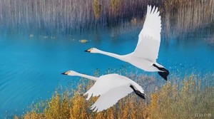 【江山户外】11月29  周六   三门峡看候鸟来自西伯利亚的天鹅、乘坐天鹅号游轮、游地坑院一日休闲游玩线  