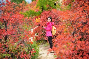【江山户外】10月19日 周六 "诗情画意红叶海"焦作赏红叶--红叶林拍照5km＋DIY包馄饨＋采摘冬桃＋太行第一寨
