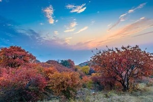 【江山户外·团建】11月  秋染五乳峰：在少林禅意之外，邂逅中原最美红叶​、野炊山野馄饨