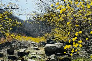 【江山户外】3月8 周日 第二期  嵩县车村白鹰河赏山茱萸花