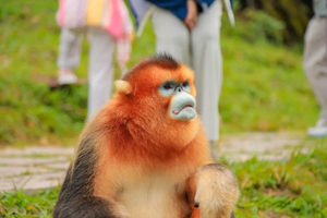 【早鸟立减800元/人】神农架·江山森灵|五天四晚与金丝猴对视、探原始森林秘境，解锁自然成长密码！