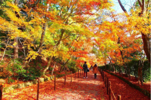赏枫叶，麦理浩径第十段，打卡香港千岛湖徒步一日