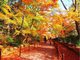 赏枫叶，麦理浩径第十段，打卡香港千岛湖徒步一日