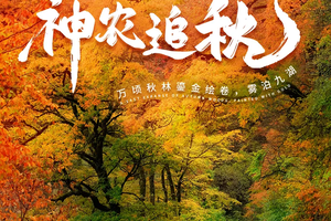 全景·神农追秋 4天3晚2-8人小团｜万顷秋林鎏金绘卷，雾泊九湖