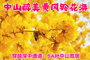 （周三、六、日）穿越深中通道、中山云梯山醉美黄风铃木花海、孙中山故居休闲一日游