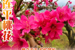 (每周末) 桃之夭夭 灼灼其华 河源连平十里桃花休闲踏春一日游