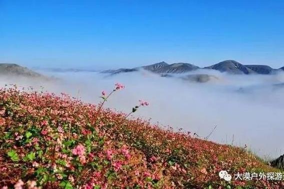 （8月）惊艳荞麦花+梦幻七彩盐湖+波浪谷丹霞+醉美雨岔大峡谷+碛口古镇+壶口瀑布