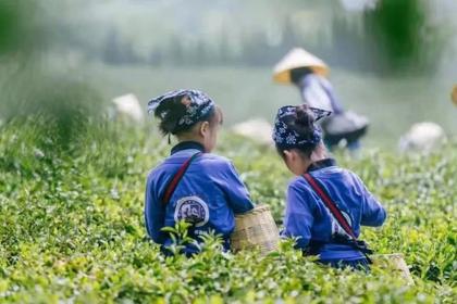 【三人行·春游季】万物生长·拥抱春光 | 采春茶·挖春笋·烧土灶·萌宠喂养·扇面绘画！