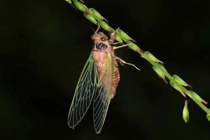 【三人行&乐途 ▪ 昆虫奇遇记夏令营】热爱昆虫的孩子，能在这个夏天遇见最爱的“挚友”~~一起玩转酷虫世界！