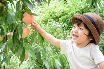 【三人行·夏日出“桃”计划】采摘水蜜桃、水果罐头DIY、BBQ自助烧烤、篝火、电影、烟花派对……