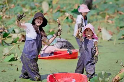 【国庆节10月1日、2日两期 ▏向往的生活亲子营】荷塘挖藕、做桂花糖藕、创意藕印画、尝荷叶包饭~国庆假期“荷”你“藕”遇