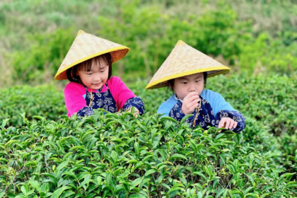 赴一场春的约会：采春茶、挖春笋、摘野菜、植物拓染......