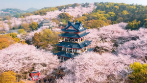 【烟花三月下扬州 5天】2026南京-无锡鼋头渚樱花/三台山梨兰会-扬州瘦西湖-兴化千垛花田-水上森林 -惠山古镇