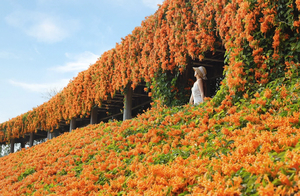 3.15周日【惠州春色】超出片！堕入惠州三角梅、炮仗花花海瀑布，漫步金色向日葵花海