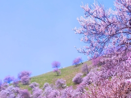 3-4月西北新疆 杏花盛开（错峰出行性价比高）